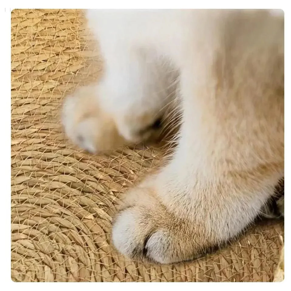 CloudNest - Le lit douillet par excellence pour la détente des félins - Image 5